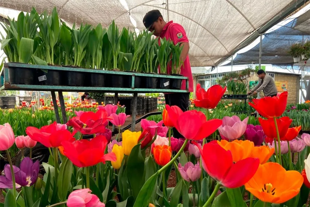 Zona de Viveros en Cabrera - Sitios Emblemáticos en Atlixco